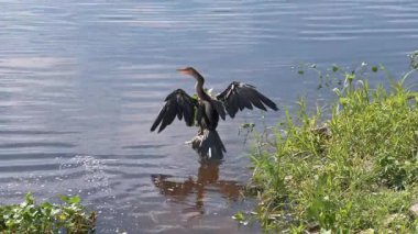 Anhinga Kuşu göl kenarındaki tüylerini kurutuyor