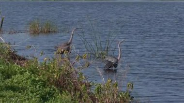 Baharda Büyük Mavi Balıkçıl Bölgesi Davranışları