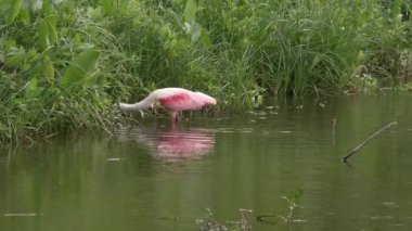 Florida Gölü 'nde Roseate Spoonbill Bird Besleniyor