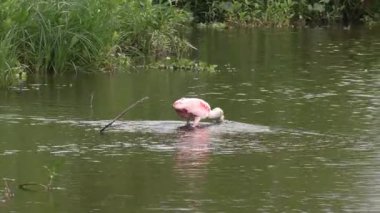 Florida Gölü 'nde Roseate Spoonbill Bird Besleniyor