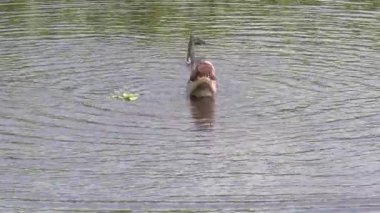 Florida Gölü 'nde balık yiyen timsah.