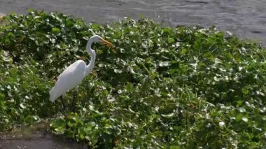 Büyük balıkçıl Florida 'da küçük balıklarla beslenir.
