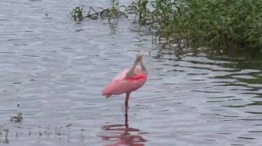 Roseate Spoonbill tüylerini Florida Gölü 'nde tımar ediyor.