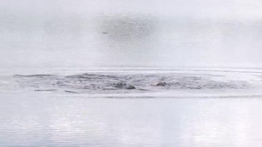  İlkbaharda İki Timsah Bölgesi Davranışı