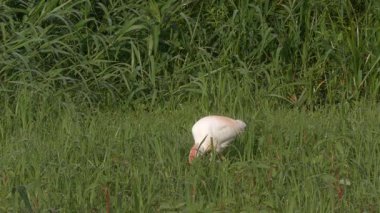 Sığır Akbalıkçıl Kuşu Florida 'da Besleniyor