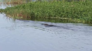Büyük Amerikan Timsahı Küçük Timsahı Kovalıyor