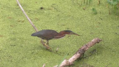 Florida Bataklığında Yeşil Balıkçıl ve Kaplumbağa