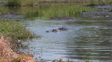  Balık Büyük Timsah 'ın Üzerine Atlıyor