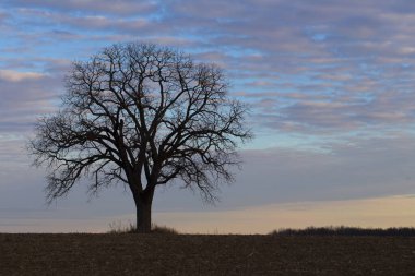 Gün batımına karşı boş bir tarlada yaprakları olmayan büyük bir ağaç. Yüksek kalite fotoğraf.