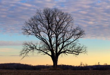 Gün batımına karşı boş bir tarlada yaprakları olmayan büyük bir ağaç. Yüksek kalite fotoğraf.