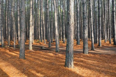 Quebec 'teki çam ağacı ormanı. Yüksek kalite fotoğraf.