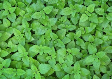 Arka plan olarak limon merhemi yaprakları. Yüksek kalite fotoğraf.