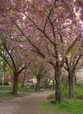 Toronto parkında sakura çiçeği ya da kiraz çiçeği. Yüksek kalite fotoğraf.