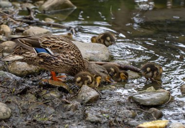 Ördekli Mallard Duck. Yüksek kalite fotoğraf.
