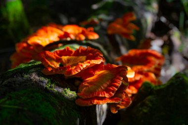 Kuru ağaçta yetişen portakal mantarları.. 