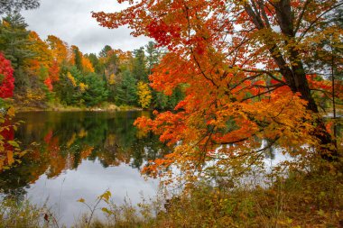 Kanada, Ontario 'daki Muskoka Nehri üzerinde kırmızı akçaağaçlı sonbahar manzarası.