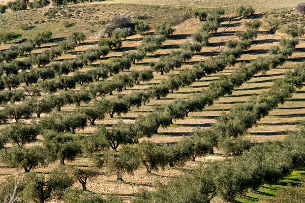 Jaen Endülüs Spanya Lkbaharda Zeytin Ağaçları Alanı — Stok fotoğraf