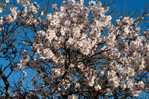 Flowers Almond Tree Spring Los Navalucillos Toledo Spain — Stock Photo, Image