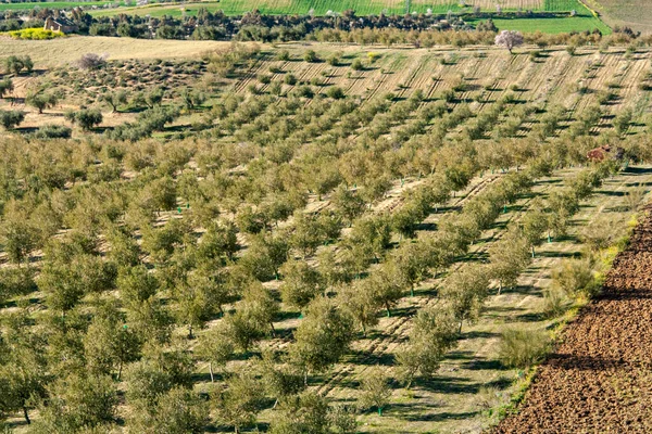 Jaen Endülüs Spanya Lkbaharda Zeytin Ağaçları Alanı — Stok fotoğraf