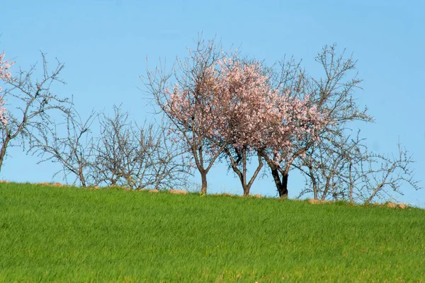 Flowers Almond Tree Field Los Navalucillos Toledo Spain — Stock Photo, Image