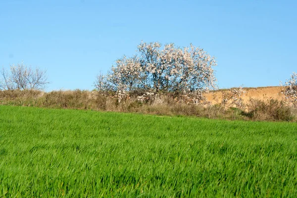 Квіти Мигдалевого Дерева Полі Лос Навучілосі Іспанія — стокове фото