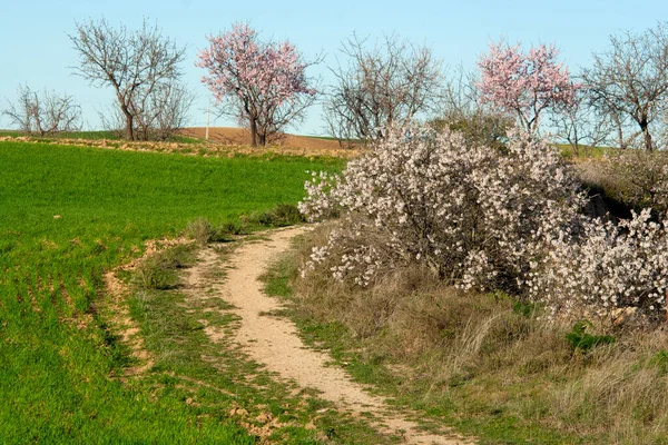 トレドスペイン ナバルーシロスの畑に咲くアーモンドの木 — ストック写真