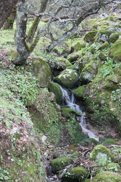 Cachoeira Floresta Pela Manhã — Fotografia de Stock