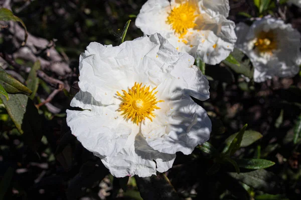 Detailní Záběr Bílé Květiny Rozmazaným Pozadím — Stock fotografie
