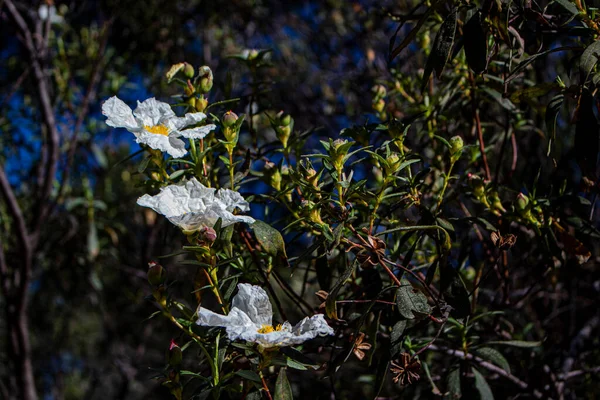 Detailní Záběr Bílých Květin Lese — Stock fotografie