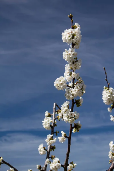Spring Blooming Tree Blurred Background Close — Stock Photo, Image