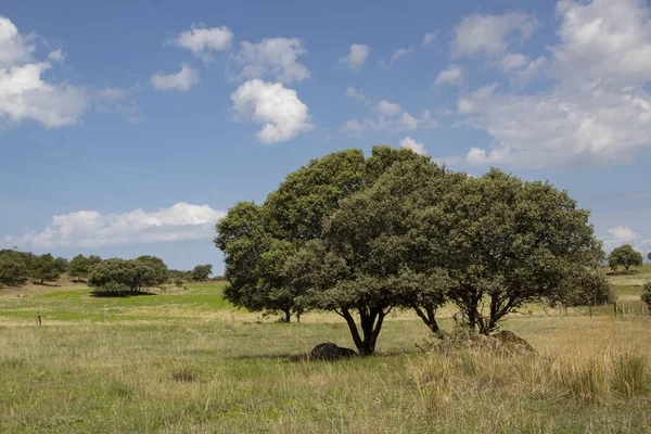 Holm Eiken Landschap Extremadura Weide — Stockfoto