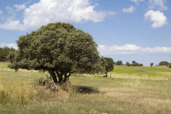 Holm Oak Landscape Extremadura Meadow — Stock Photo, Image