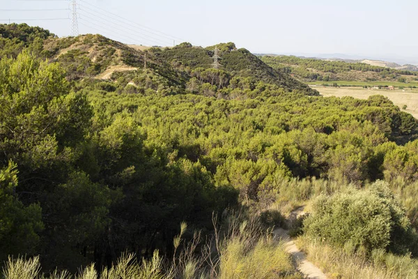 Yeşil Bir Tarlası Arka Planında Bir Dağı Olan Bir Orman — Stok fotoğraf
