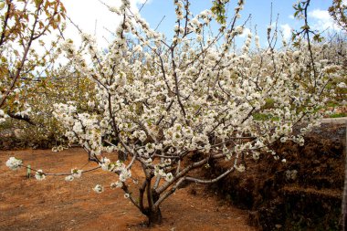 The flowering of cherry trees in the Jerte Valley is an impressive natural spectacle that occurs every spring. Every year flowering is expected to begin in the second half of March, as long as tempera clipart