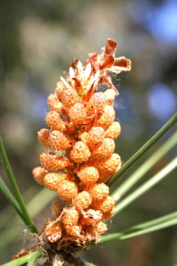 Halep çam çiçeği, ananas, botanik iğnesi, doğal duvar kağıdı.