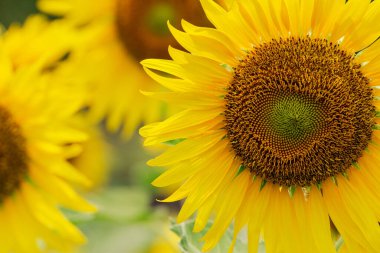 Ayçiçekleri gün boyunca parlak güneş ışığında çiçek açarlar. Yaz arkaplanı.
