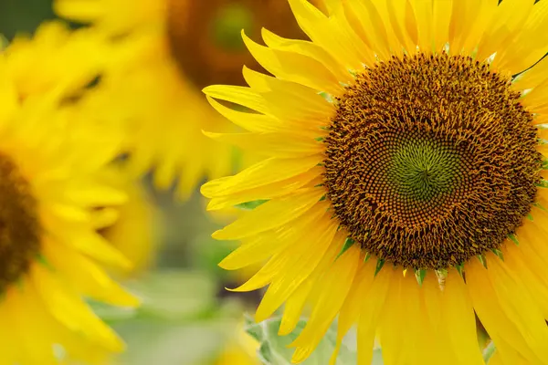 Ayçiçekleri gün boyunca parlak güneş ışığında çiçek açarlar. Yaz arkaplanı.
