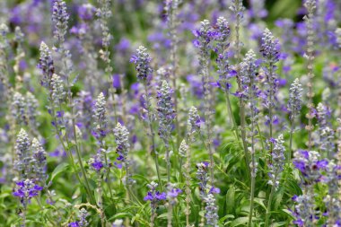 Mor çiçekler sabah güneş ışığıyla güzel bir şekilde çiçek açarlar. Doğa arkaplanı.