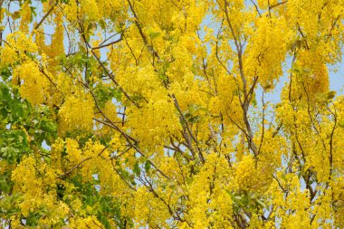 Cassia ağaçları güneşli günlerde tamamen çiçek açmış ve güzeller. Doğa arkaplanı.