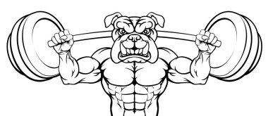 Bir bulldog köpeği vücut geliştirici spor maskotu halter kaldırıyor.