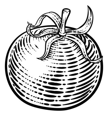 Tomato vegetable illustration in a vintage retro woodcut etching style.