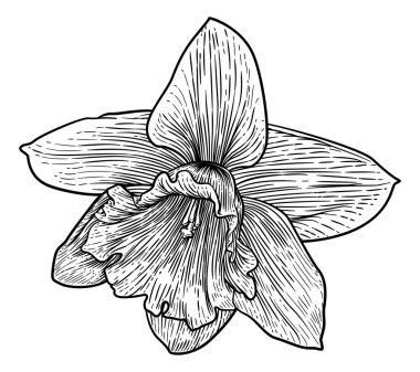 Bir nergis bahar çiçeği çizimi ahşap oymalı eski usul