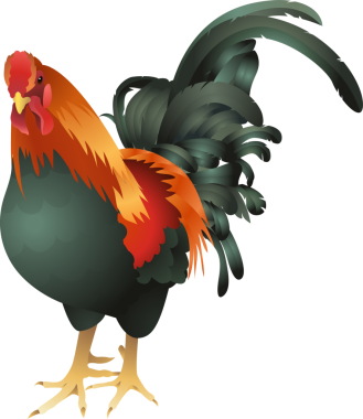 tavuk horozu çizim elementi