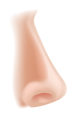 burun vücut parçası çizimi