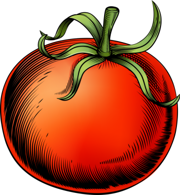 domates antika gravür illüstrasyon