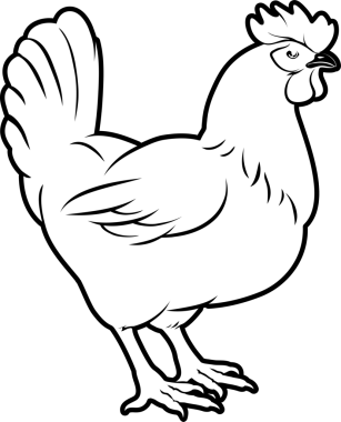 Tavuk çizim tasarımı ögesi