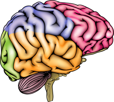 Anatomik olarak düzeltilmiş, farklı renkte bölümleri olan insan beyninin bir çizimi ya da anatomi diyagramı