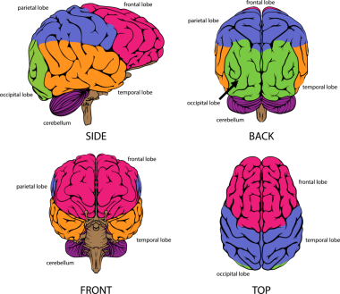 Farklı renk ve metin etiketleri olan her taraftan insan beyni