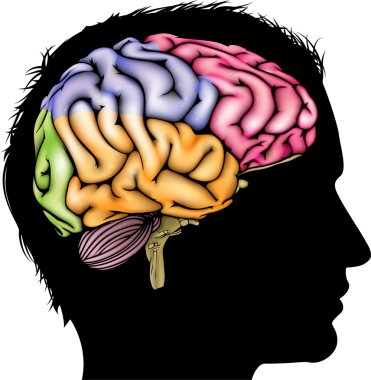 A mans siluet kesitli akıllı kafasından. Ruhsal, psikolojik, beyin gelişimi, öğrenme ve eğitim veya diğer tıbbi Tema kavramı