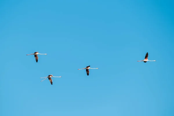 Grupo Flamingos Voadores Céu Azul Phoenicopterus Ruber Foto Alta Qualidade — Fotografia de Stock